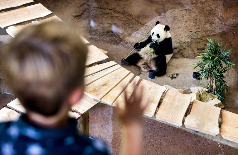 de panda's in Ouwehands Dierenpark maar niet willen paren