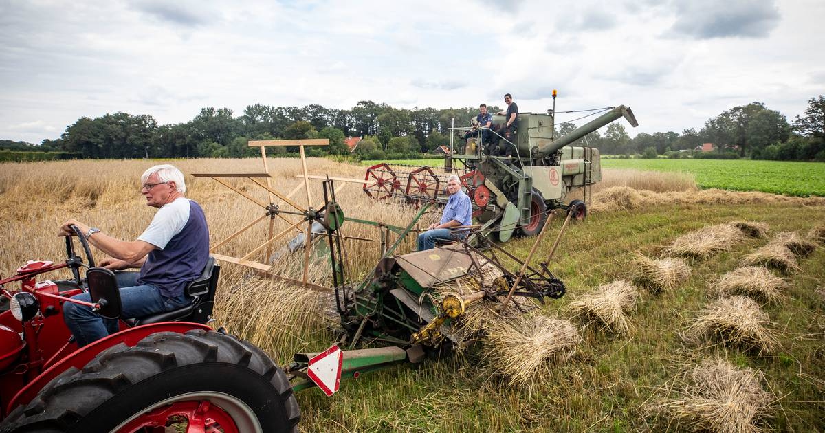 Met ‘de Stoefkist’ ouderwets de rogge binnenhalen voor jaarlijkse oldtimerdag in Saasveld