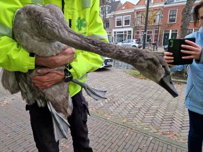 Dierenambulance zit in de knel, Delftse dieren zijn de klos