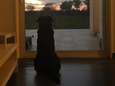 Hartverscheurende foto: hond van vermiste Sala wacht nog altijd op haar baasje 
