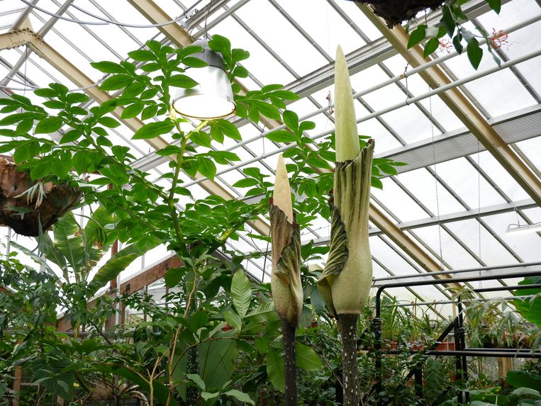 De reuzenpenisplant in de Hortus. Beeld Hortus Botanicus Leiden