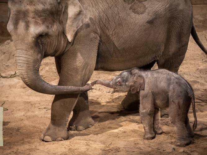 Kerstwonder in Planckendael: baby-olifantje geboren, kies hier mee een naam