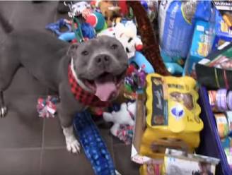 Hartverwarmend: kerstcadeautjes voor alle dieren in het asiel