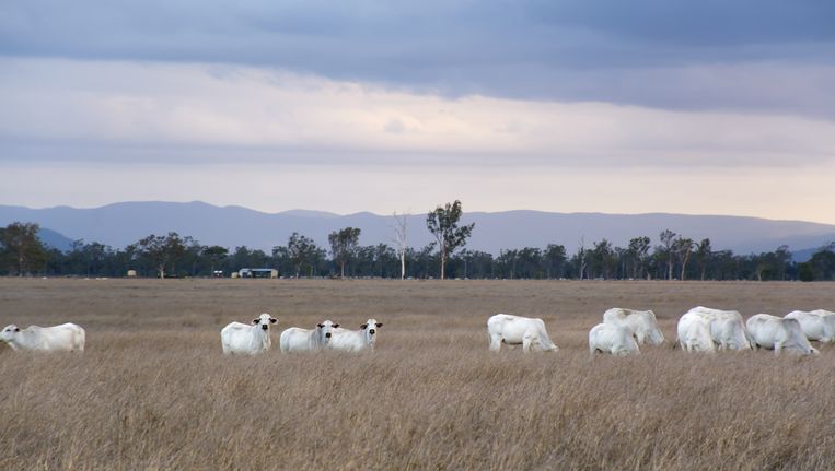 De kudde van Australische koeien dunt uit. Beeld Thinkstock