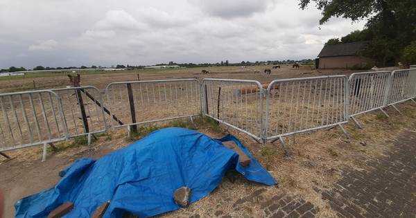 Politie onderzoekt beelden van verwaarloosde paarden Haarsteeg, één dier dood aangetroffen - BD.nl