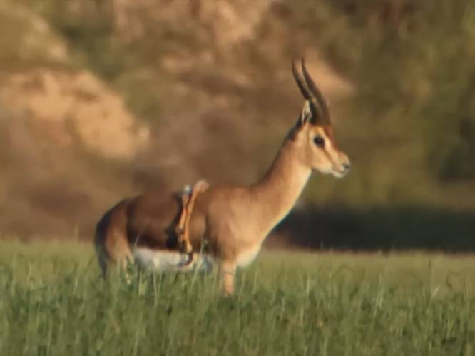 KIJK. “Hij is gezond, sterk en heeft drie vrouwtjes”: zespotige gazelle gespot in Israël