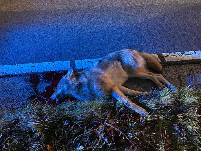 Weer jonge wolvin doodgereden op grens van Peer en Oudsbergen mogelijk
