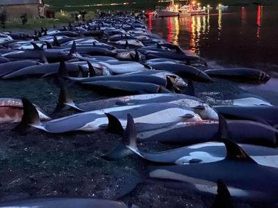 Le gouvernement des îles Féroé défend la mise à mort de 1.400 dauphins lors d’une chasse traditionnelle
