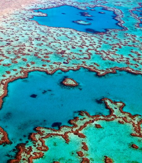 Unesco wil Great Barrier Reef stempel ‘in gevaar’ geven, Australië noemt dat politieke bemoeienis