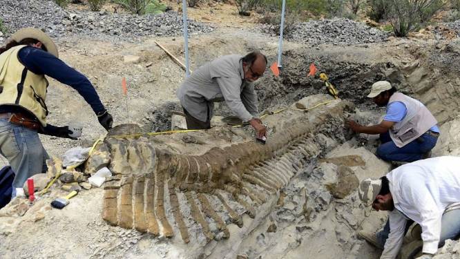 Nieuwe ‘spraakzame’ dinosaurus ontdekt in Mexico