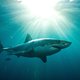 Saba probeert haaien te redden uit kreeftenfuiken