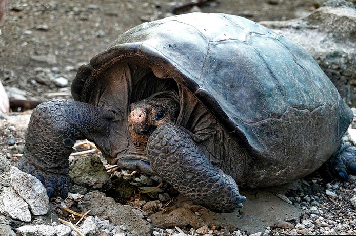 Wetenschappers schatten dat de schildpad ouder dan 100 jaar zou zijn.