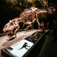 Hoe slim was de T. Rex?