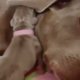 Té lief om naar te kijken: pup slaapt onder moeders oor