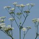 Fluitenkruid geeft kleur aan het moderne platteland