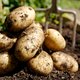 Zijn groene aardappelen veilig om te eten?