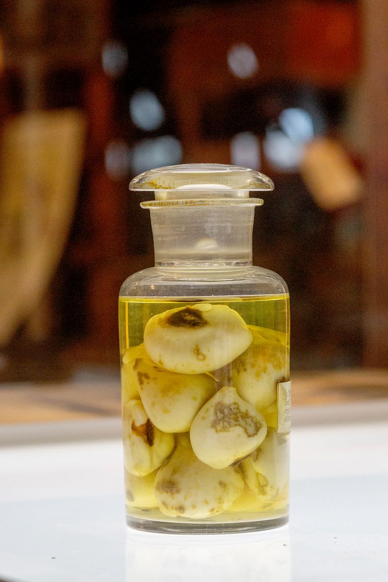 Tulip bulbs in formaldehyde in Museum de Zwarte Tulp in Lisse.  Sculpture Maartje Geels