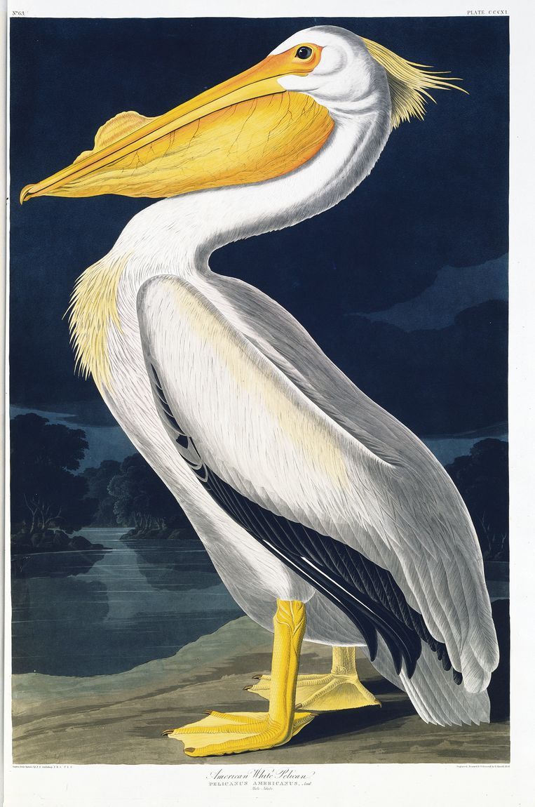 Pelecanus erythrorhynchos, oftewel de Amerikaanse witte pelikaan. Plaat 311 uit John James Audubons ‘Birds of America’ (1827-30). Beeld John James Audubon (1785-1851)