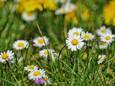 De Nationale Bloem van Nederland.