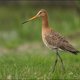 Nederland zoekt een Vogel des Vaderlands