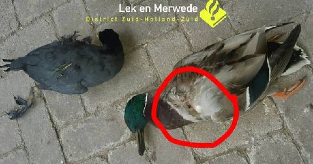 Zo’n tien vogels uit de lucht geschoten met luchtbuks Dordrecht pzc.nl