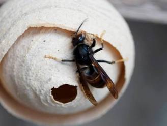 Alert in de achtertuin: hoe de Aziatische hoornaar de provincie Utrecht binnen sluipt