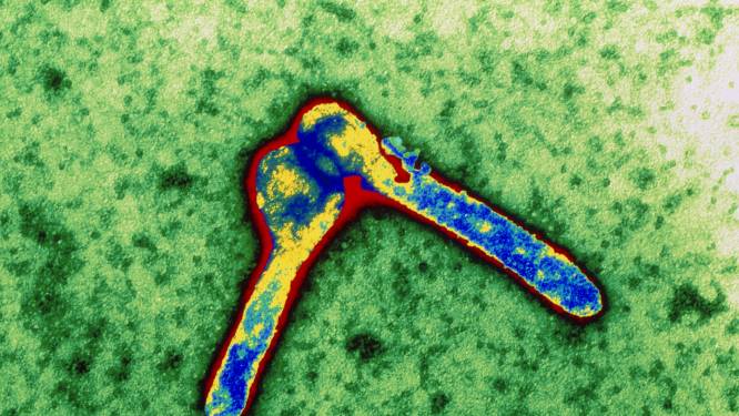 WHO waarschuwt voor dodelijk marburgvirus in Afrika