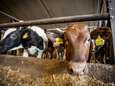 Boze boeren krijgen ‘koeientaks’ voor hun kiezen