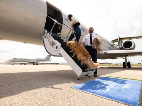 De vrais VIP: une nouvelle compagnie aérienne propose des vols adaptés aux chiens