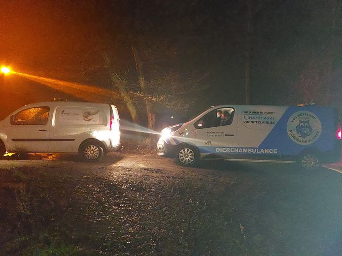 Hulp kon niet meer baten nadat een ree in het Graafsbos vastraakte in een stalen strop
