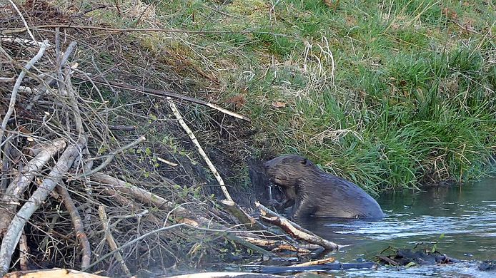 Bever bij burcht.