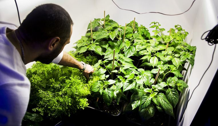 Kweekplanten in een growshop. Beeld anp