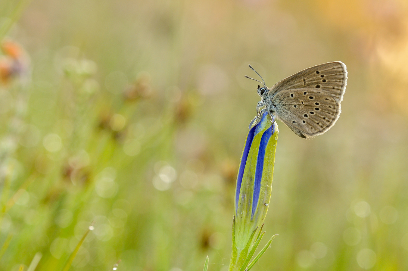 Het Gentiaanblauwtje legt haar eitjes alleen op de bloemknoppen van de klokjesgentiaan. Door een toename van stikstof in de natuur dreigen zowel de vlinder als het plantje te verdwijnen.