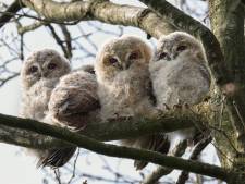 Waarschuwing: laat de takkeling met rust (en meer natuurtips)