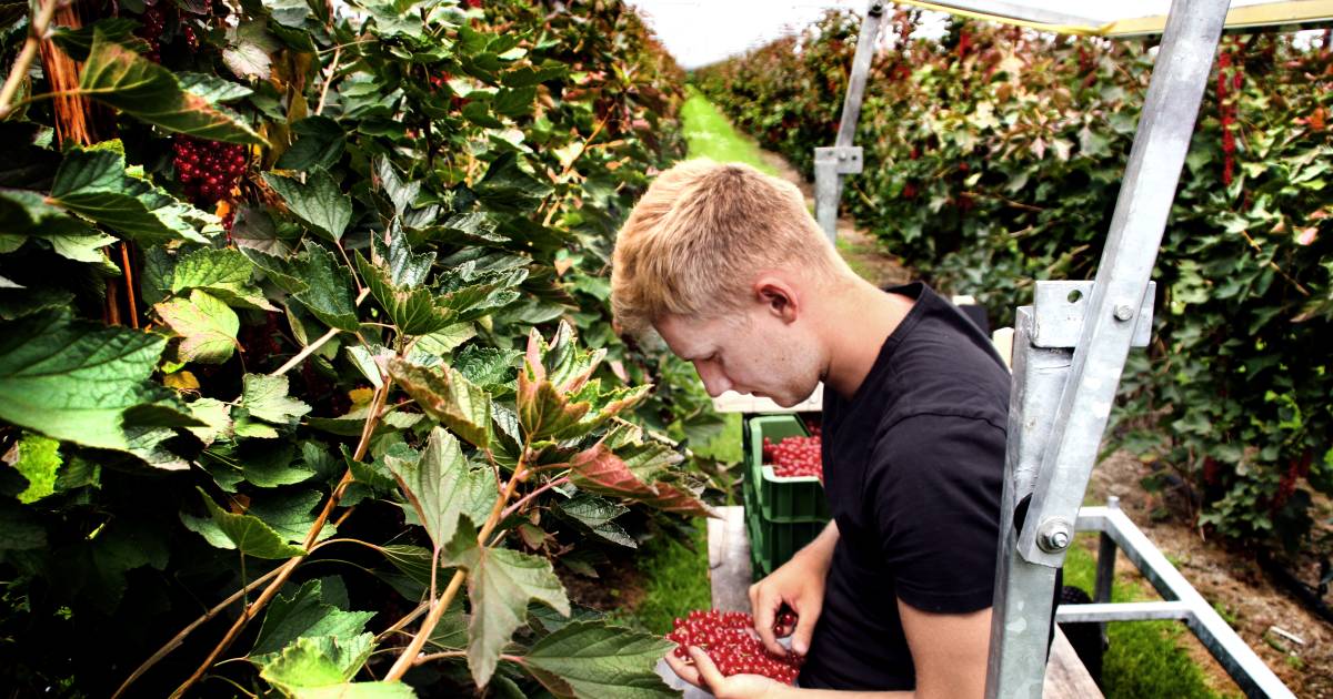 'Je moet als fruitplukker een echte doorzetter zijn'