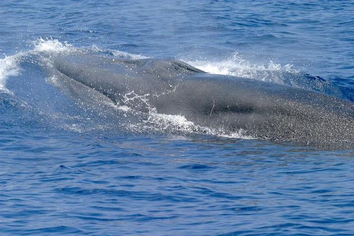 Nieuwe walvissoort ontdekt in de Golf van Mexico.