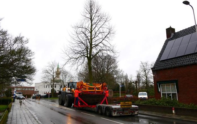 Een lindeboom op weg naar een nieuwe bestemming: de oude begraafplaats aan de Enschedesestraat.