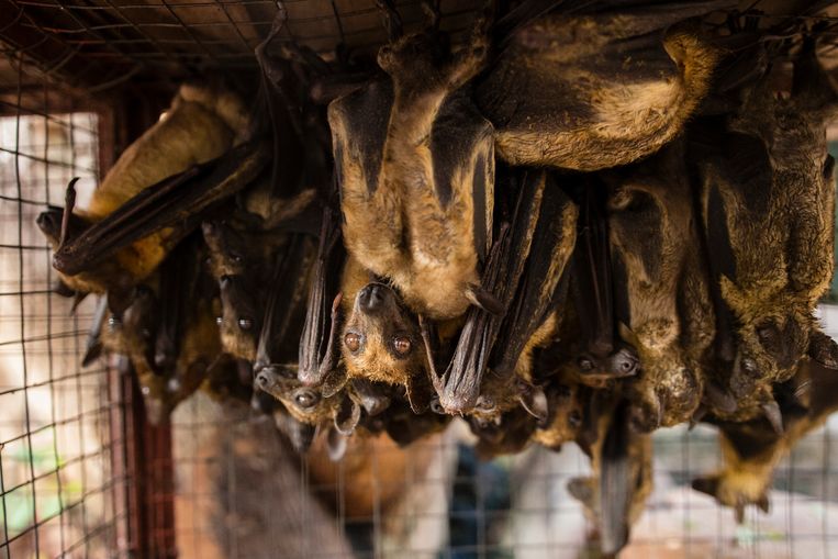 Op elkaar gepakte vleermuizen in een kooi. Beeld World Animal Protection