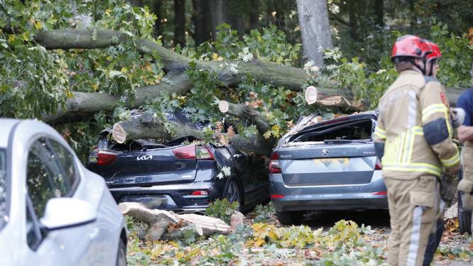 Supermarktbezoekers ontwijken net op tijd omvallende boom, 13 auto's beschadigd 