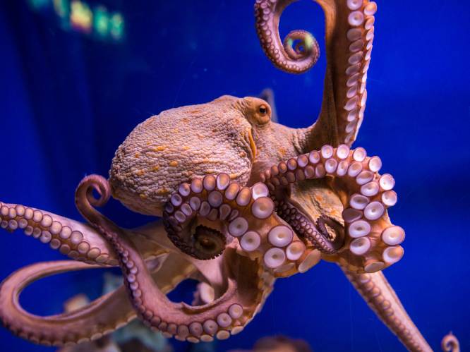 Octopus wordt handtastelijk door xtc