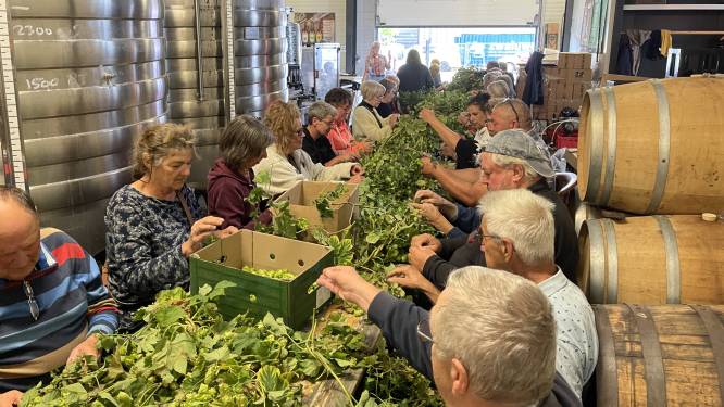 Stichting in Altena op zoek naar nieuwe plekken om hop te verbouwen