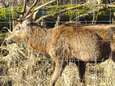 Boswachter bedreigd wegens ondervoede dieren, vrijwilligers plannen bijvoer-actie