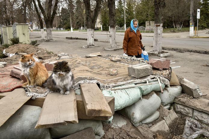 Женщина проходит мимо двух кошек в разрушенном Россией городе Бородинка под Киевом.