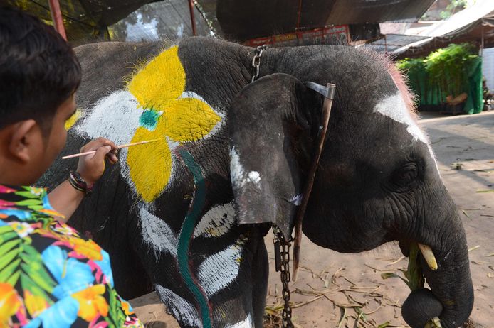 Een olifant die vlak voor een religieuze ceremonie wordt versierd met verf.