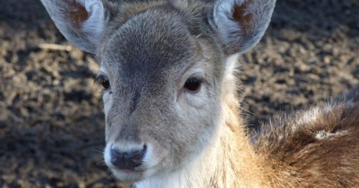 Weer herten in hertenkamp Hooge Zwaluwe