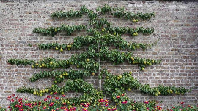 Waarom je nu je appel- en perenbomen moet snoeien en je kersen- en pruimenbomen juist niet