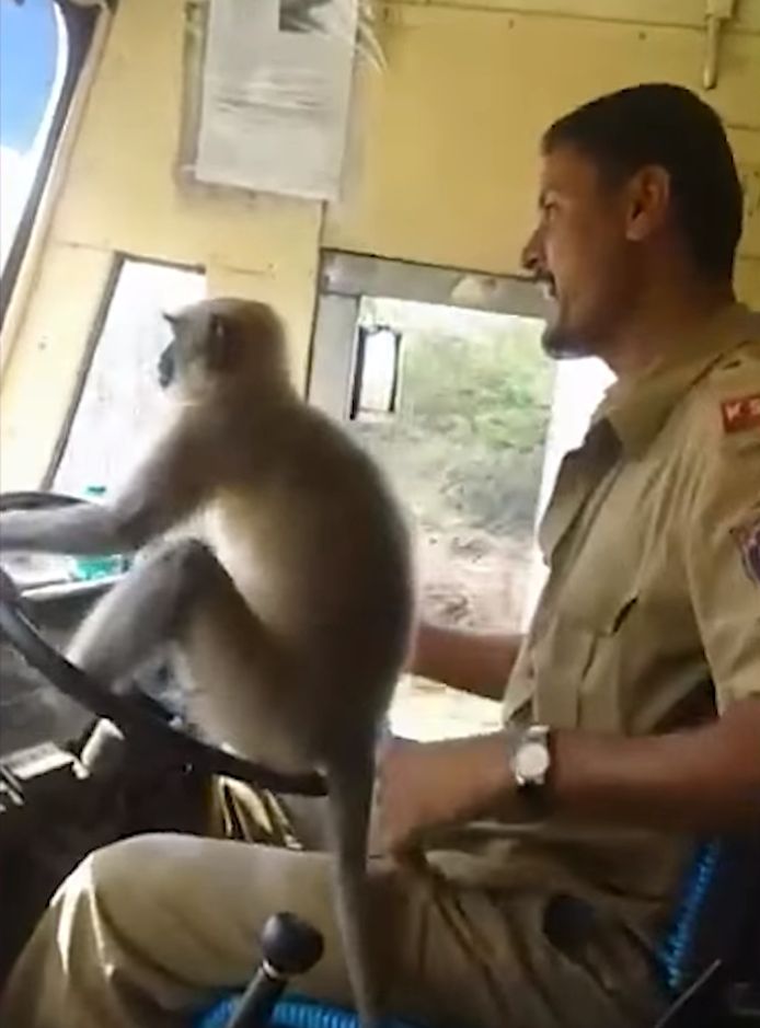 Een aap als buschauffeur