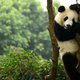 Dít is waarom panda's zwart-wit zijn