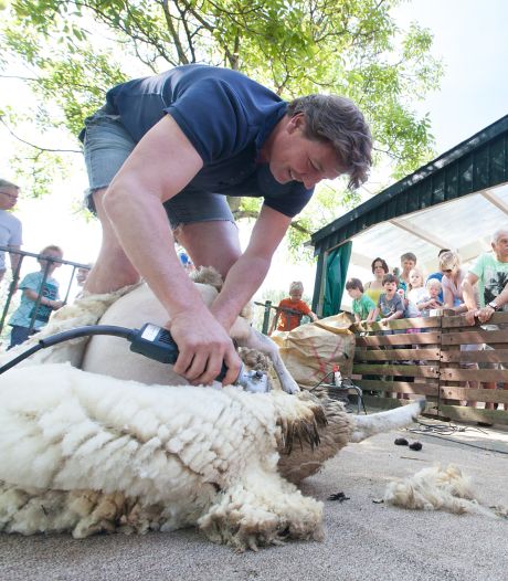 Alphense kinderboerderij mag wel schapen scheren, maar vanwege vogelgriep geen eieren verkopen