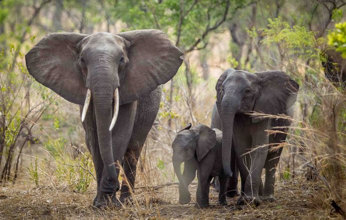 Beschrijving noodzaak werk Namibië biedt 170 olifanten te koop aan | Buitenland | AD.nl